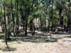 Pic