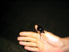 Rhino Beetle